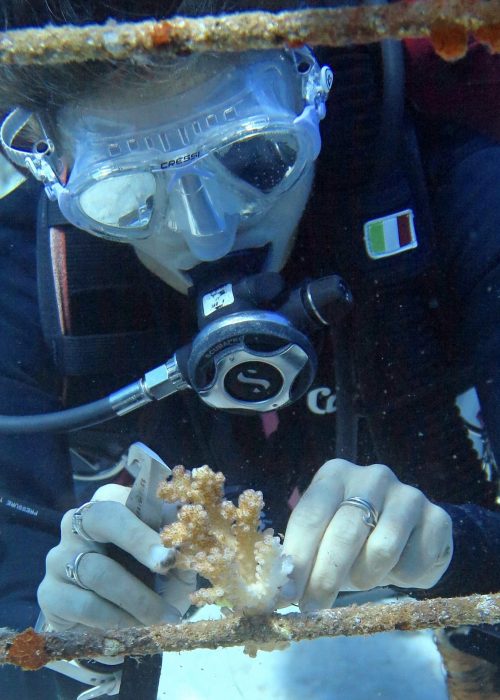 ricrescita del corallo